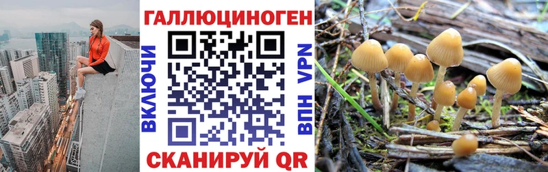 Псилоцибиновые грибы прущие грибы  Гаджиево 